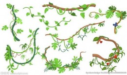 藤蔓植物爆料图片欣赏视频,带你领略自然之美