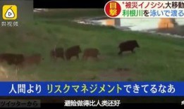超级野猪最早爆料视频,狂野之力震撼登场